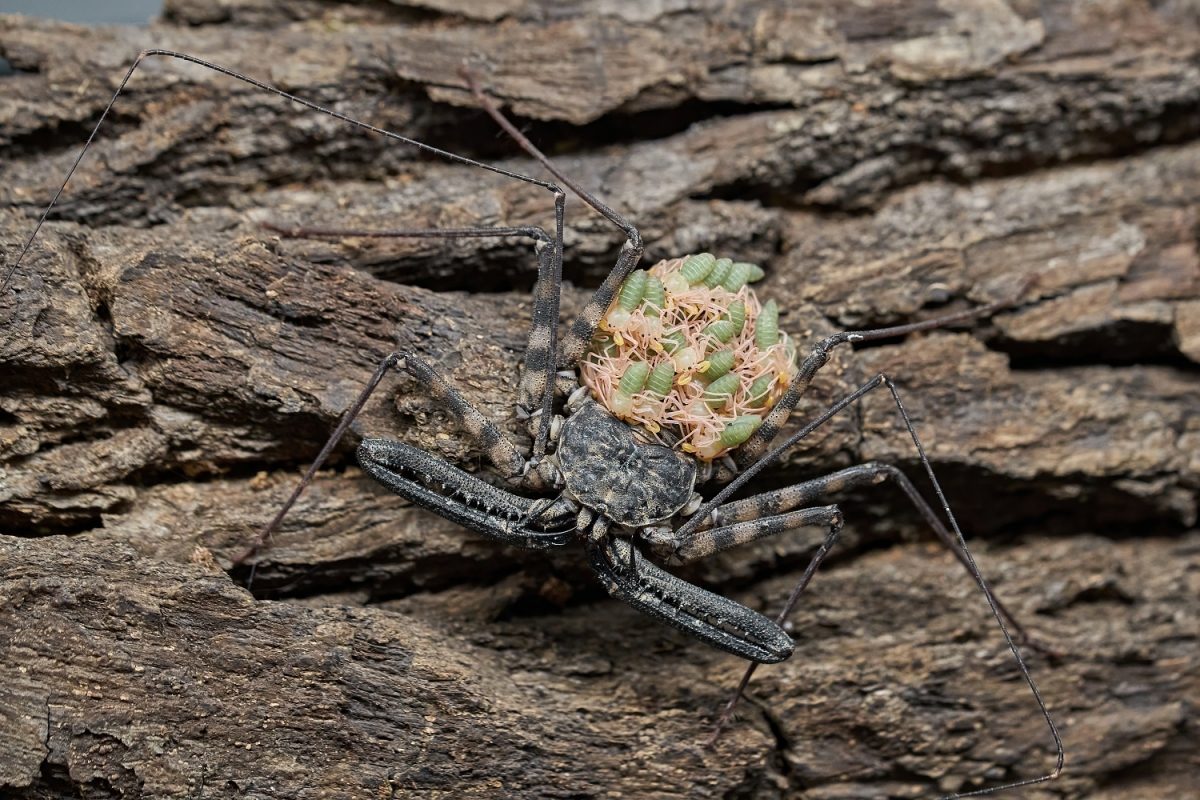 Olomoucká zoo láká na novinky, leguáni, želvi i děsivý pavoukovec