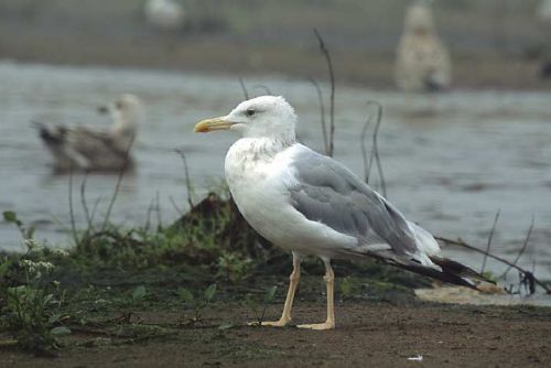 Foto: Přerovský racek bělohlavý: rekordman zimování sledovaný od 2012