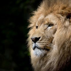 Zoo Olomouc navyšuje vstupné