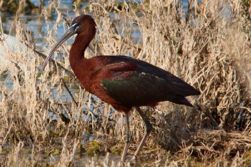 obrázek:Ibis hnědý se vrátil do Česka, dva ptáci byli zastřeleni u Velké Choryně