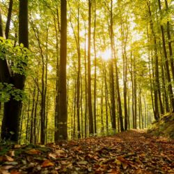 Kraj rozděluje 8,7 milionů na ekologické projekty