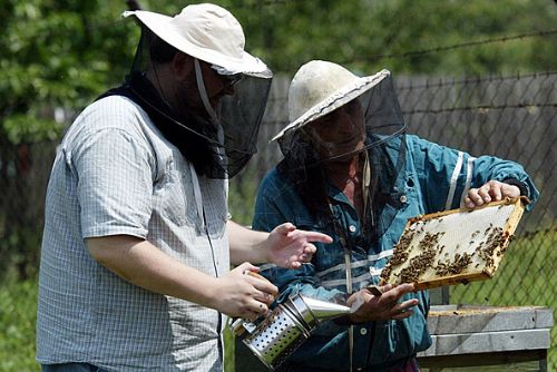 Foto: Včelaři získávají finanční pomoc pro boj s včelím morem