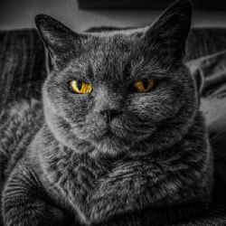 Olomoucká policie spouští unikátní registraci i pro kočky a papoušky