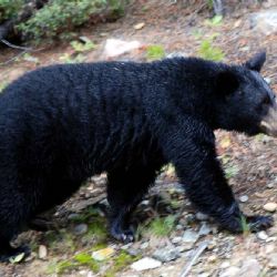 Olomoučtí medvědi baribalové se probudili ze zimního spánku