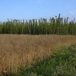 Déšť ničí sklizeň chmele v Kokorech