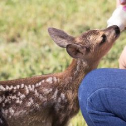 Druhá šance pro zraněná zvířata