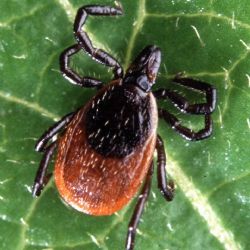 Klíšťata útočí ve městech: Chraňte se s Klíšťapkou