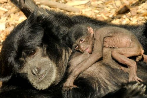 obrázek:Nový siamang v olomoucké zoo: naděje pro ohrožené gibony