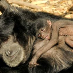 Nový siamang v olomoucké zoo: naděje pro ohrožené gibony