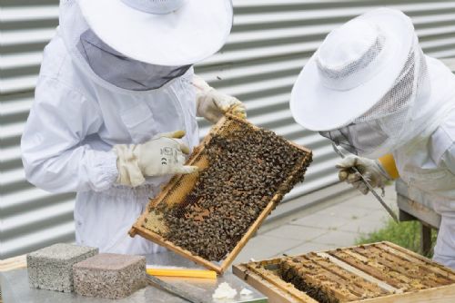 obrázek:Olomoucký kraj podporuje včelaře